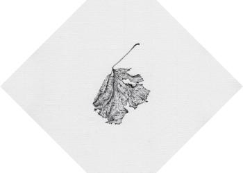 Mémoire des feuilles (Céramiques) N°9