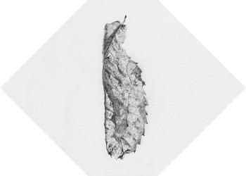 Mémoire des feuilles (Céramiques) N°12