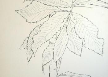 ESPRIT DE JARDIN