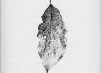 MÉMOIRE DES FEUILLES
