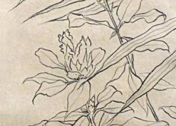 MERVEILLE ÉMERVEILLANTE N°19